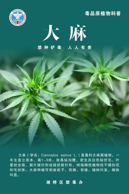 非法种植毒品原植物法律责任_什么是毒品原植物_药品什么是地方品种