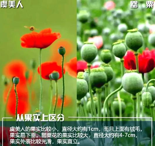 什么是毒品原植物_药品什么是地方品种_非法种植毒品原植物法律责任