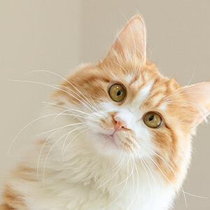 增值税起征点幅度如下_增值税起征点城建税咨询_建筑服务增值税税率查询