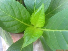 绝非简单改变 评索爱W700c三大生存优势