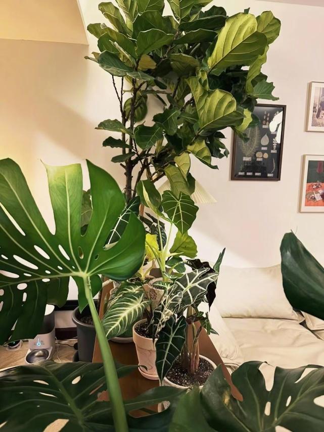 张茵婷_张茵何洁广州婚房_张茵家庭装修风格