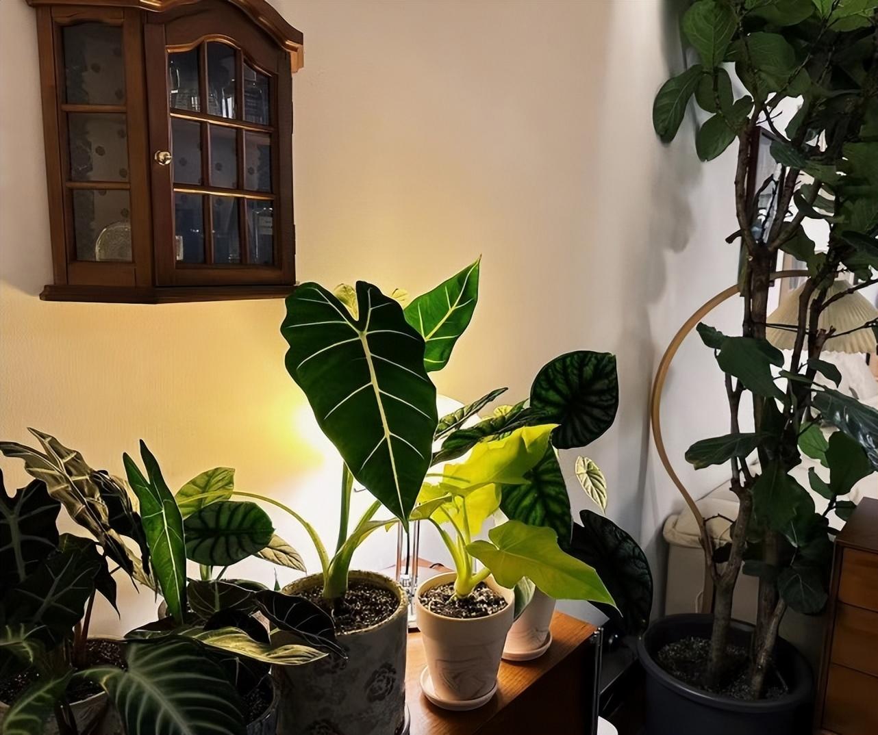 张茵何洁广州婚房_张茵家庭装修风格_张茵婷