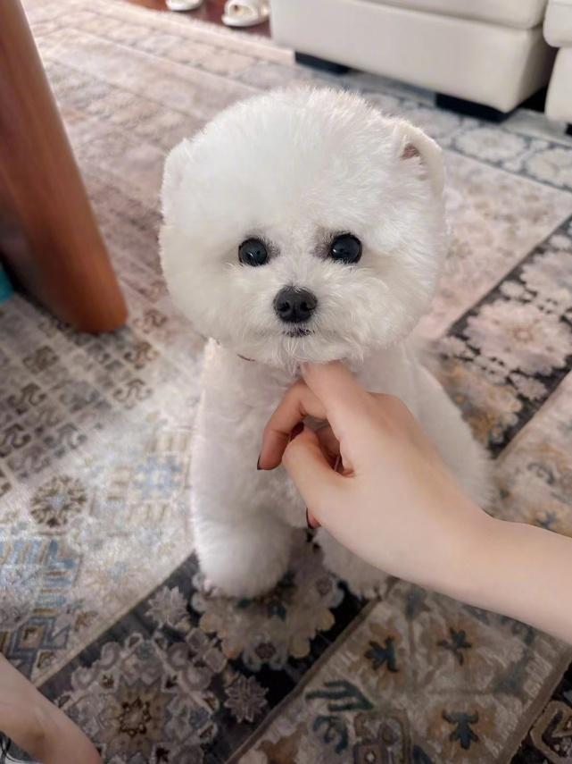 张茵何洁广州婚房_张茵家庭装修风格_张茵婷