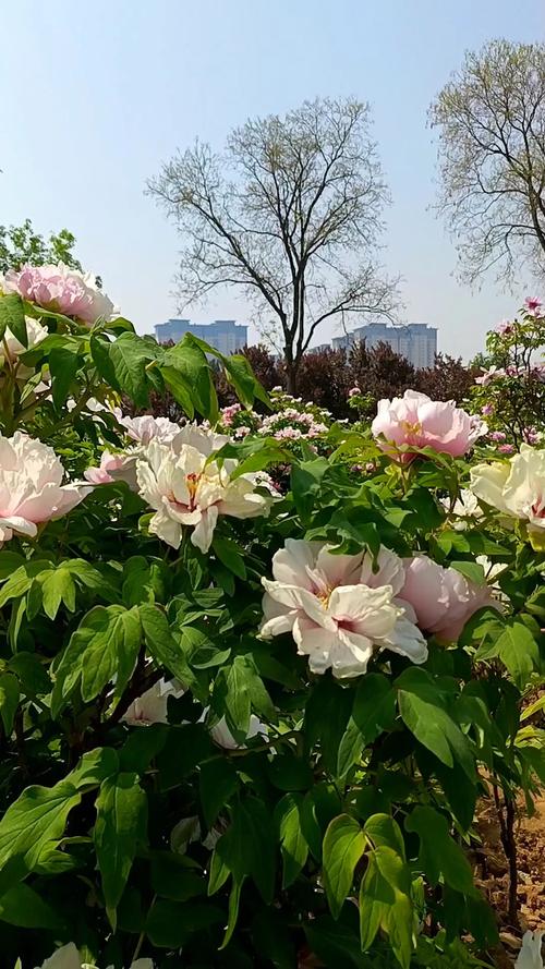 牡丹品种介绍_国家牡丹园_牡丹百园红霞