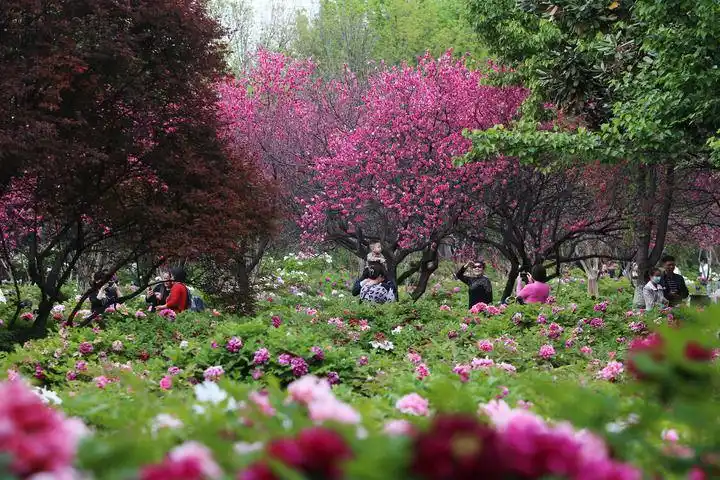 牡丹百园红霞_国家牡丹园_牡丹品种介绍