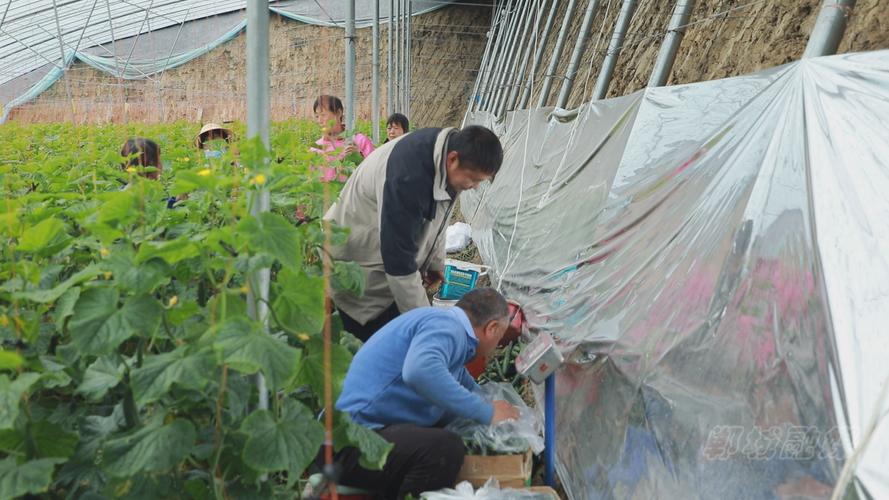 寿光蔬菜合作社_寿光蔬菜大棚_寿光果蔬期货
