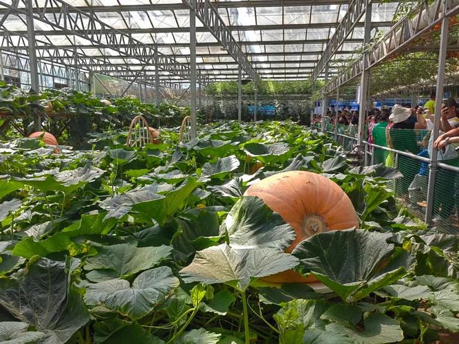 山东蔬菜产业技术体系_寿光果蔬期货_山东设施蔬菜技术