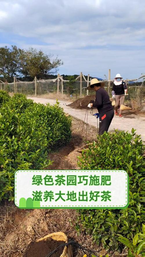 茶园肥料种类有机肥料厩肥人粪尿饼肥绿肥无机肥料氮素化肥磷素肥料钾素肥料复合肥追肥叶面追肥_钙镁磷肥的缺点